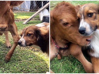 Dog steps up to care for cow with injured legs, becomes her dedicated caretaker