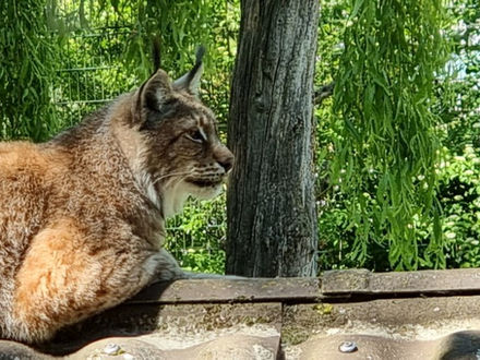 liegender Luchs