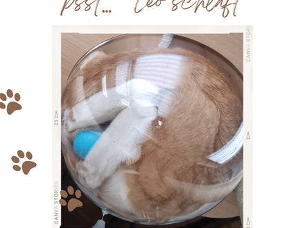 Rote Katze in einer Plexiglaskuppel, man sieht die Füsschen unter ihm