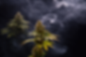 5ab916ac-9c35-4101-a69c-5f76251d271b.png