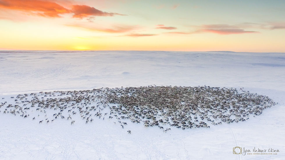 Samisk og reindrift-2.jpg