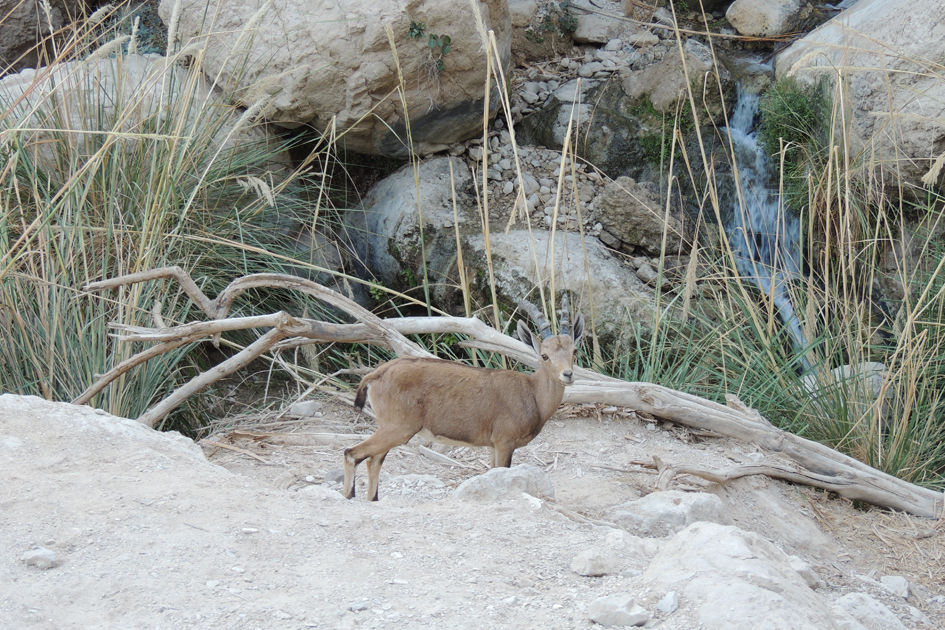 פרויקט הילה מדבר יהודה (45)-s.jpg
