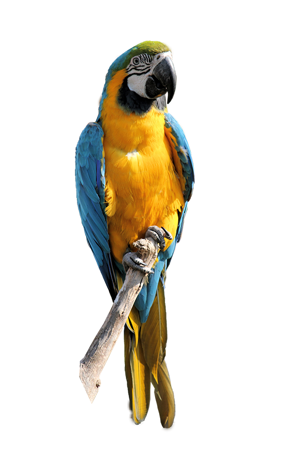 תוכי - הפגישה הראשונה