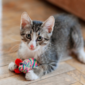 Cat toys and other Christmas gift ideas