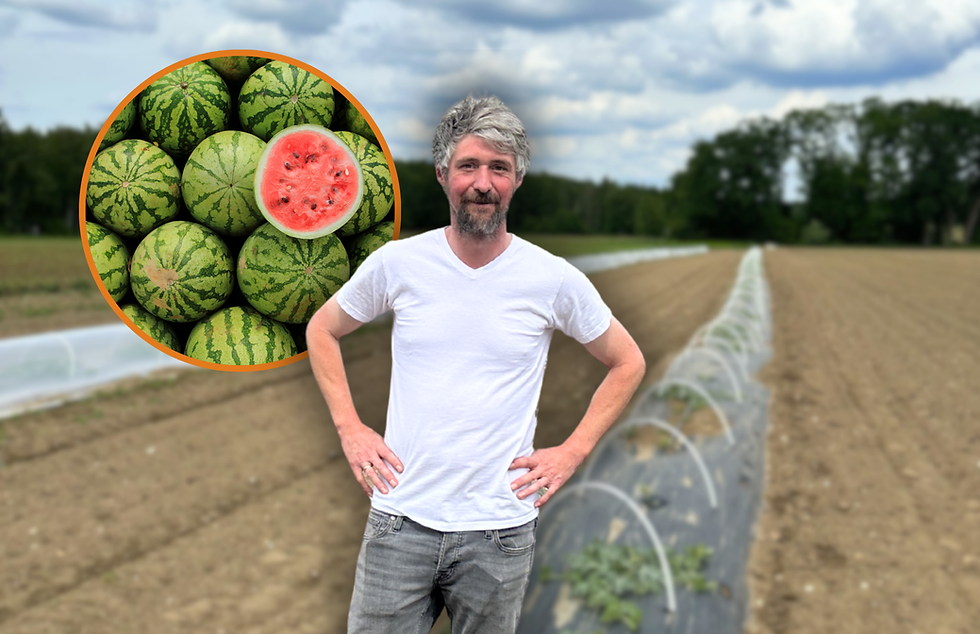 Christoph Klos steht auf seinem Acker in Bollersen, Montage: Wassermelonen