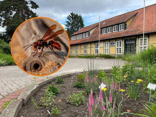 Bieneninstitut Celle und Asiatische Hornisse