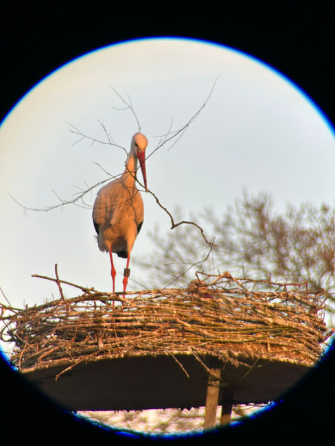 Storch im Nest in Poitzen