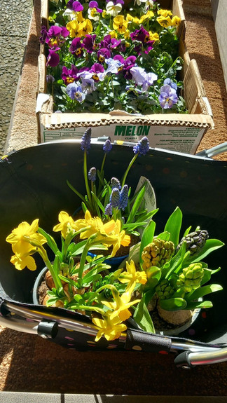 Frühblüher in Celle