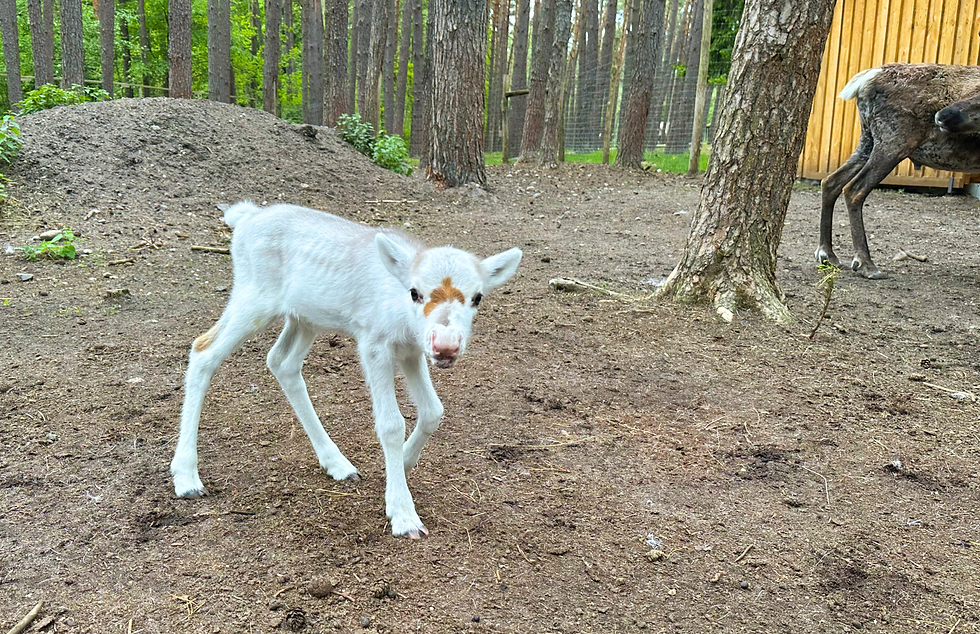 Rentierkalb Heartbreaker im Wildpark Müden