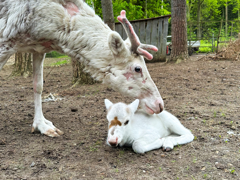 Rentierkalb Heartbreaker liegt im Gehege. Rentierweibchen Snow sucht die Nähe zum Kind.
