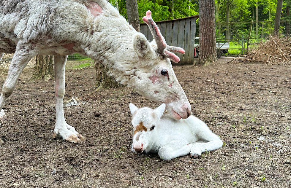 Rentierkalb Heartbreaker liegt im Gehege. Rentierweibchen Snow sucht die Nähe zum Kind.