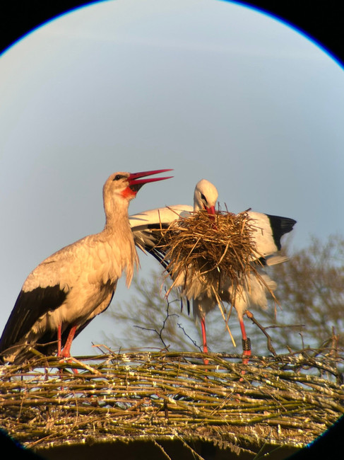 Storchenpaar im Nest in Poitzen