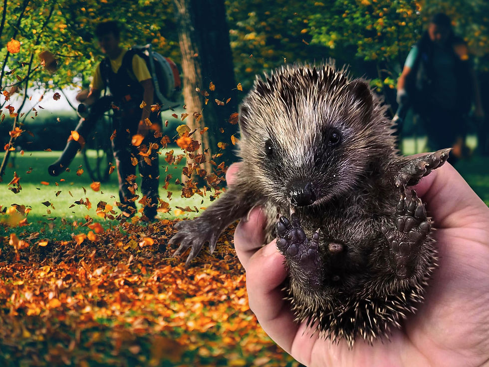 Ein Babyigel wird in Hand gehalten. Im Hintergrund ein Laubgebläse