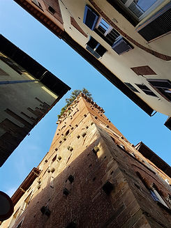 guinigi-da-basso.jpg