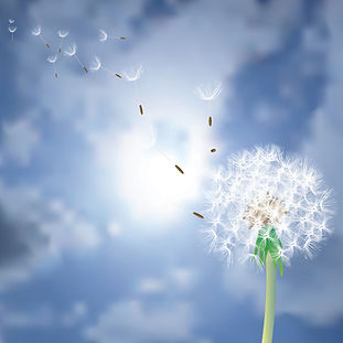 Pissenlit en graines légères