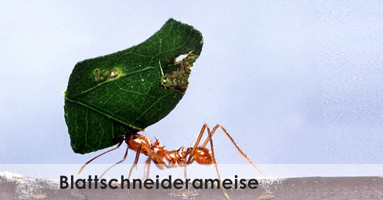 Ameisenbekampfung Ameisen Bekampfen 1a