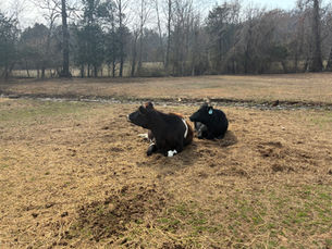 The Spiritual Lessons from Cows Chewing Cud: A Deep Dive into Health and Divine Wisdom