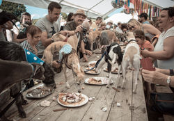 Port Eliot Whippet Tea Party 2017