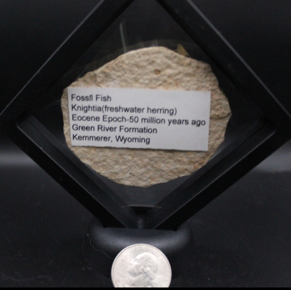 Thumbnail: Knightia Fossil