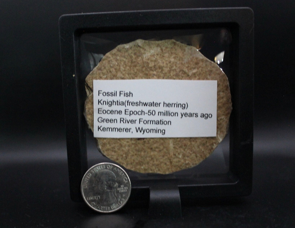 Thumbnail: Knightia Fossil