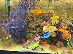 Saltwater Aquarium.jpeg