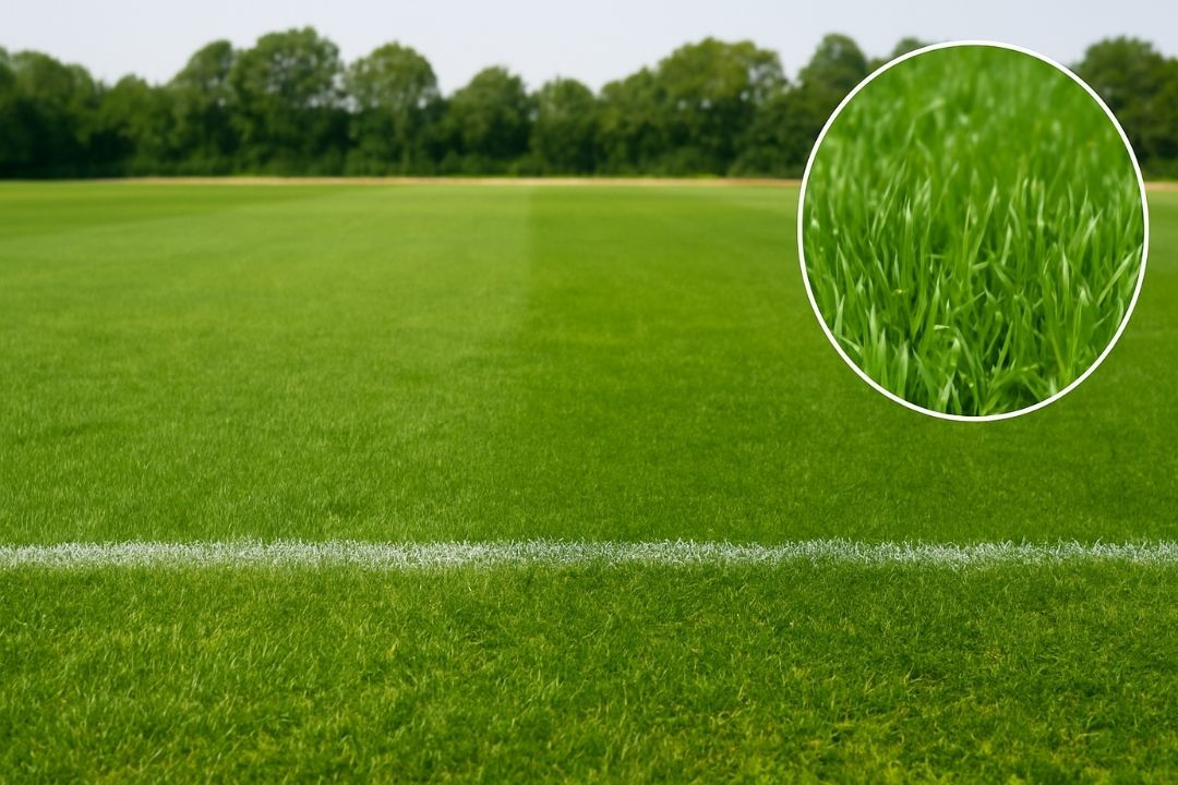 Natural_grass.jpg