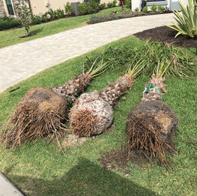 Vargas Landscaping & Sod, Sarasota Sod Specialists Since 2005, Weekly Lawn Maintenance, Tree Trimming, Landscape Design, Irrigation Repairs and much more!