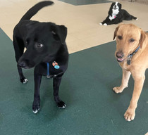 Pooch Palace Doggy Day Care, Cage-free Boarding, Dog Grooming Northfield Ohio
