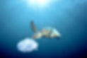 Angry Oceans is committed to promoting awareness of the pollution affecting our oceans and waterways.