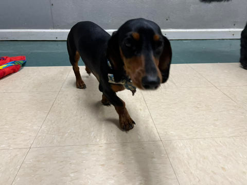 Pooch Palace Doggy Caycare, Cage-free Boarding, Dog Grooming Twinsburg Ohio