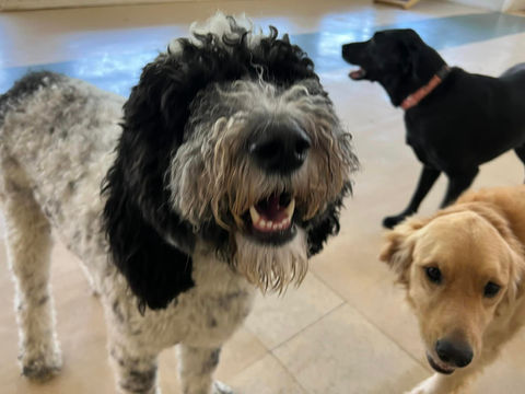 Pooch Palace Doggy Daycare, Cage-free Boarding, Dog Grooming Twinsburg Ohio