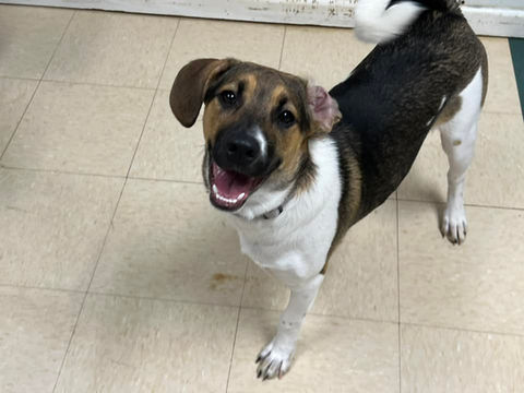 Pooch Palace Doggy Caycare, Cage-free Boarding, Dog Grooming Twinsburg Ohio