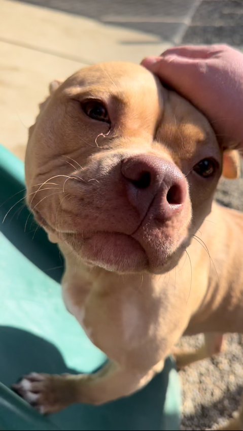 Pooch Palace Cage Free Dog Daycare and Boarding, Our Doggy Faces