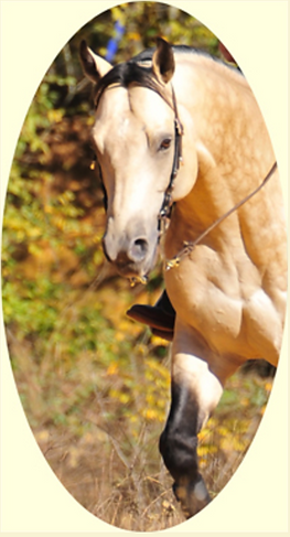 Sermon on the Mount, Horsemanship, leadership training, motivational speaker, counselor