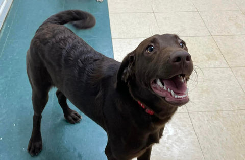 Pooch Palace Doggy Daycare, Cage-free Boarding, Dog Grooming Twinsburg Ohio