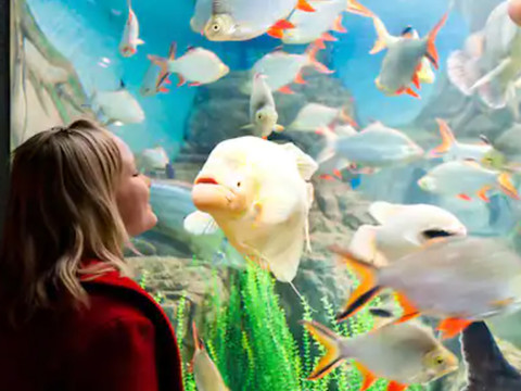 Mote Marine Aquarium Sarasota Fl