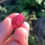 Thumbnail: Spinel 17.4 ct pink natural rough