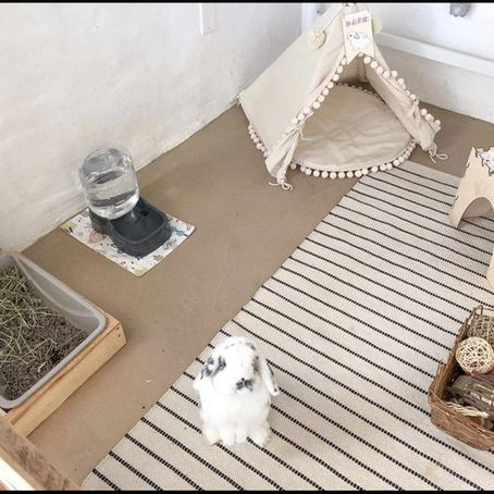 Konijnenparadijs: Een Gids voor Veiligheid en Geborgenheid