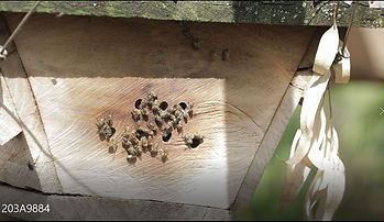 bees.JPG
