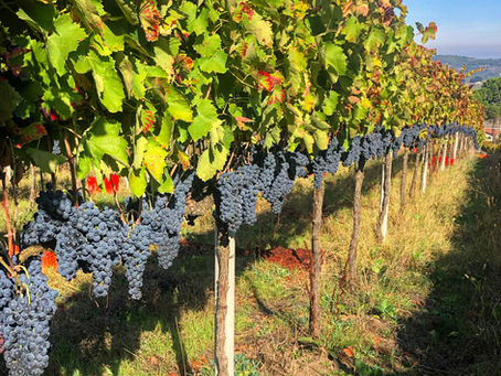 The Authentic Irpinia Wine Club Vol. 6 Tasting Notes