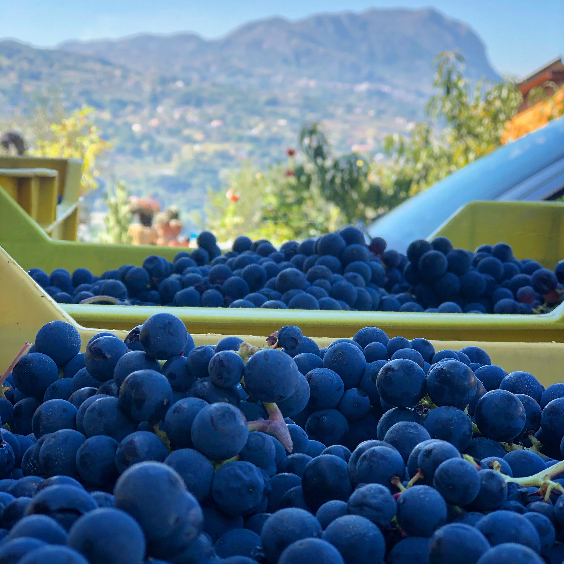 irpinia aglianico harvest