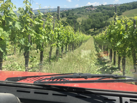 The Authentic Irpinia Wine Club Vol. 8 Tasting Notes