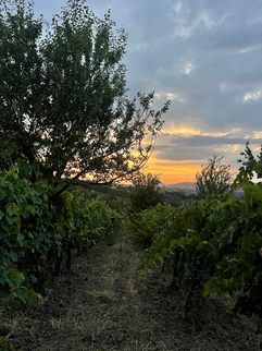 vineyard sunset in irpinia