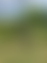 300+ year old vine at cantine del barone