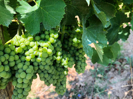 Tasting Notes: Greco di Tufo