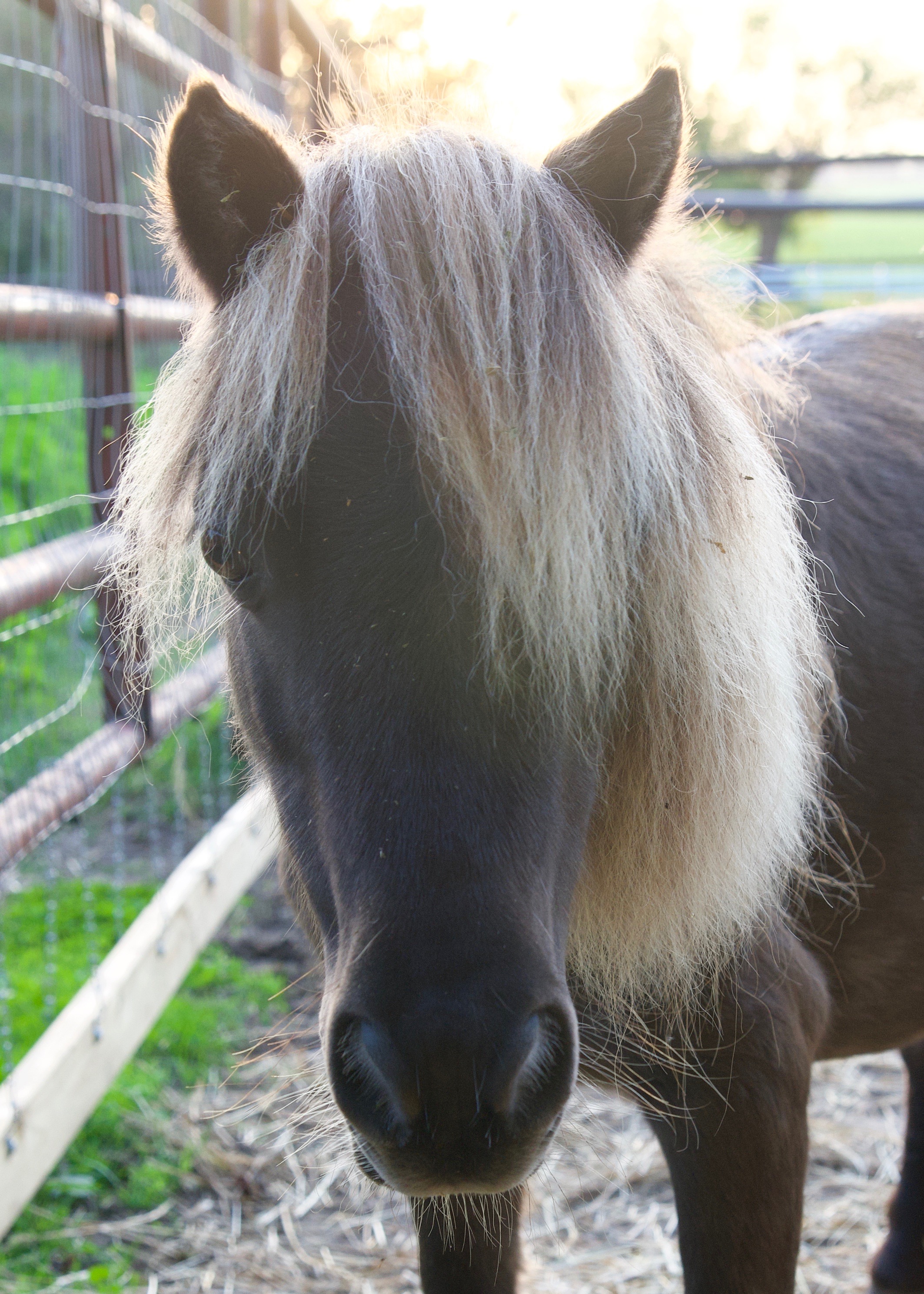 Candace