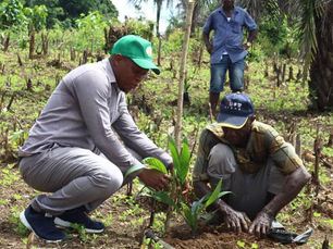 GBADO ECONOMIC TREE PLANTING PROJECT BRINGS HOPE TO PEJEH & KPANGAA CHIEFDOMS