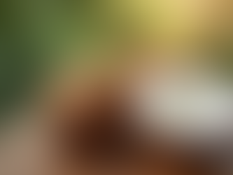 Quality Tender Coconuts and Spices from Prava Farms