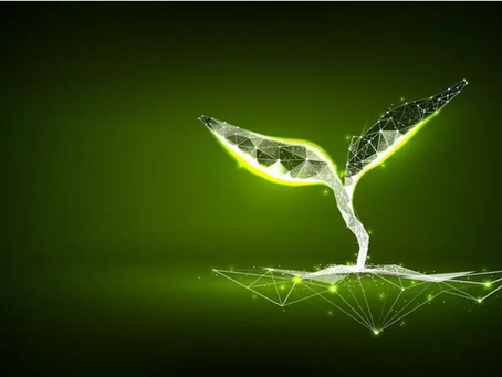 Seedcraft’s 4N Framework