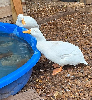 Ducks on the farm.jpg